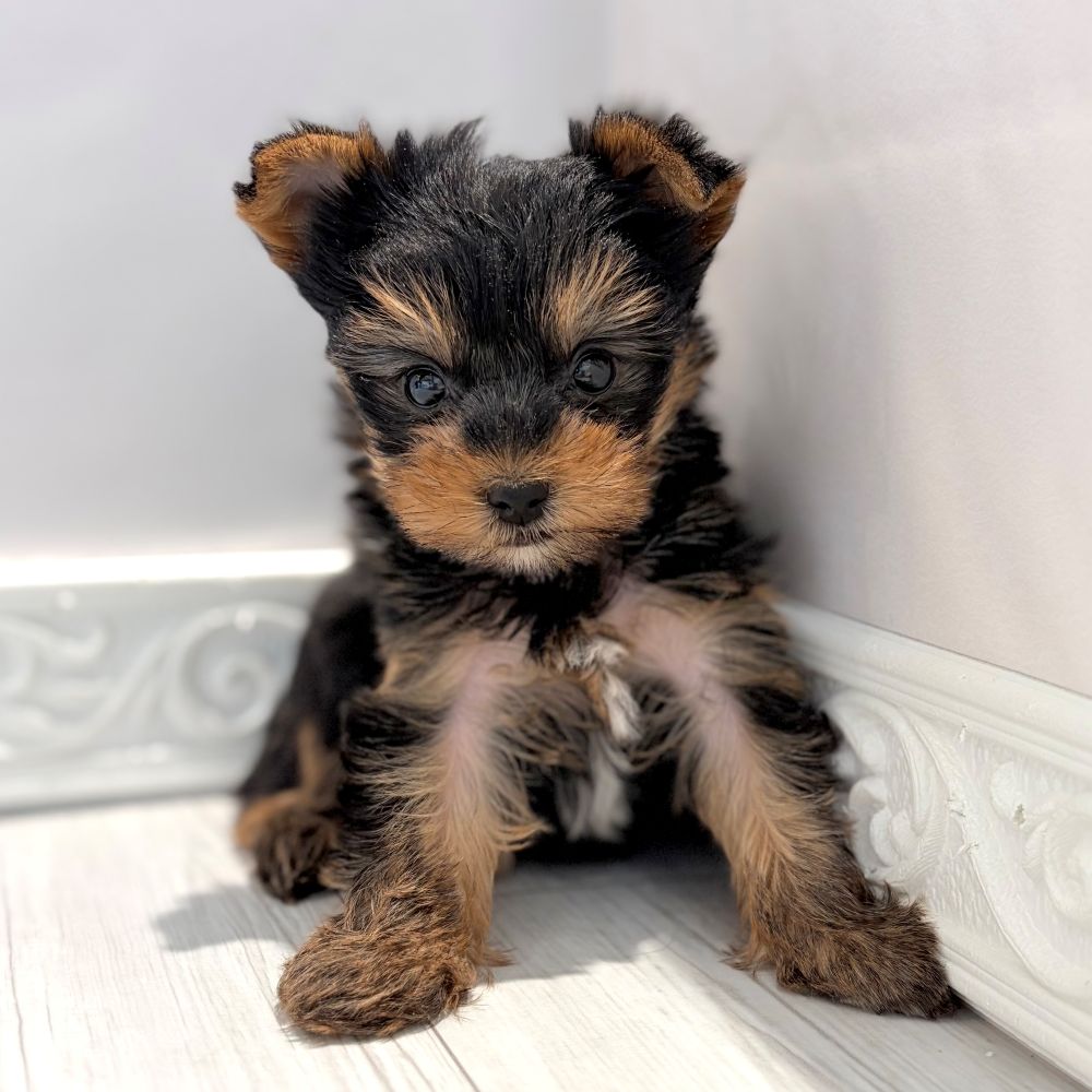 愛知県のヨークシャーテリア (犬の家＆猫の里春日井本店/2026年1月13日生まれ/女の子/スチールブルータン)の子犬の2枚目の画像