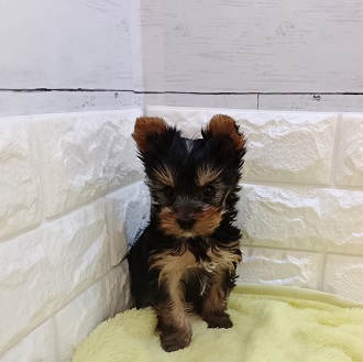 静岡県のヨークシャーテリア (犬の家＆猫の里アミーゴ浜松和田店/2026年1月13日生まれ/女の子/スチールブルータン)の子犬の2枚目の画像