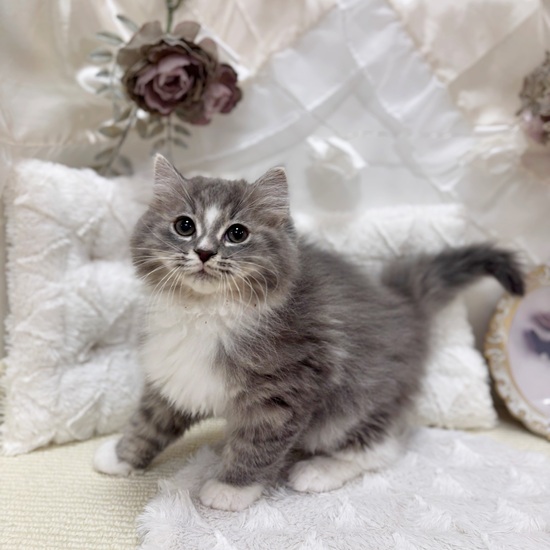 岐阜県のミヌエット (犬の家＆猫の里カラフルタウン岐阜店/2026年1月10日生まれ/男の子/ブルータビーホワイト)の子猫の2枚目の画像