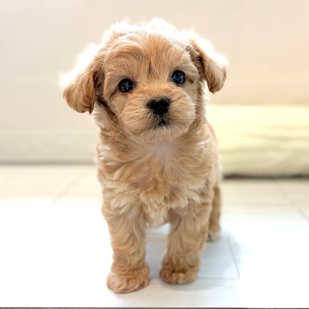 愛知県のチワプー/プーチー(チワワ×プードル) (犬の家＆猫の里春日井本店/2026年1月13日生まれ/男の子/アプリコット)の子犬の2枚目の画像