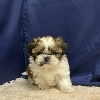 愛知県のシーズー (犬の家＆猫の里一宮店/2026年1月14日生まれ/女の子/ホワイトゴールド)の子犬の2枚目の画像