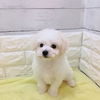 静岡県のビションフリーゼ (犬の家＆猫の里アミーゴ浜松和田店/2026年1月14日生まれ/男の子/ホワイト)の子犬の2枚目の画像