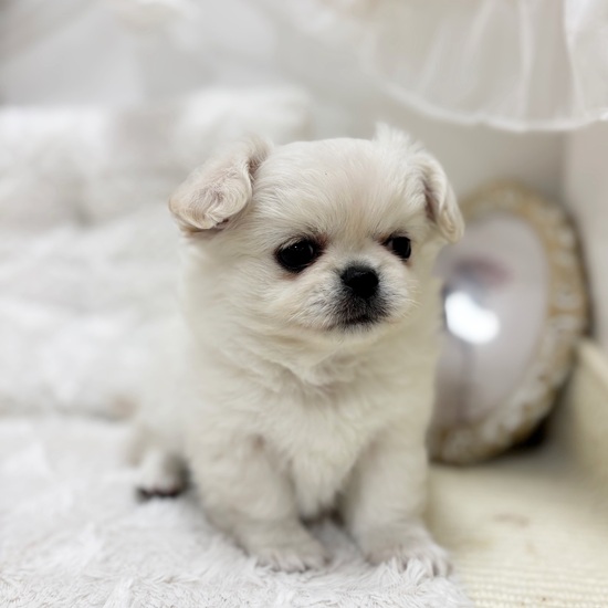 ハーフ犬男の子の写真