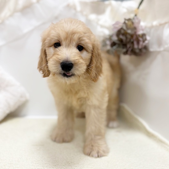 岐阜県のゴールデンドゥードゥル(ゴールデン×プードル) (犬の家＆猫の里カラフルタウン岐阜店/2026年1月14日生まれ/女の子/クリーム)の子犬の2枚目の画像