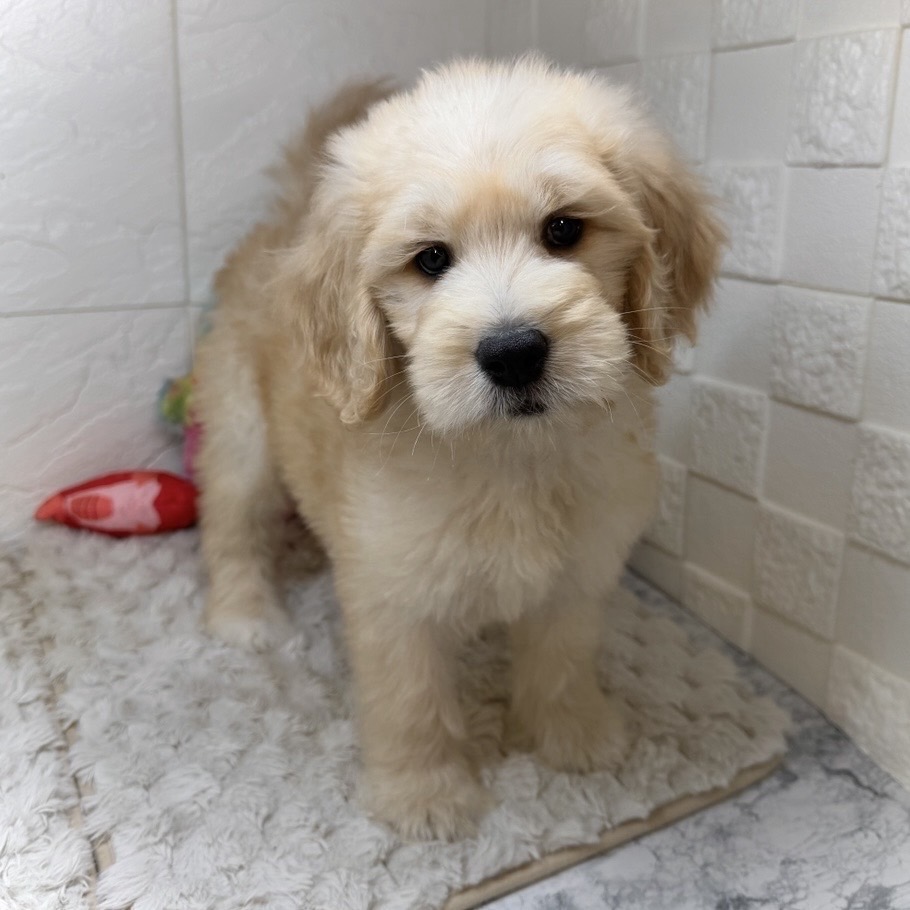 兵庫県のゴールデンドゥードゥル(ゴールデン×プードル) (犬の家＆猫の里ゆめタウン姫路店/2026年1月13日生まれ/女の子/ゴールデン)の子犬の2枚目の画像