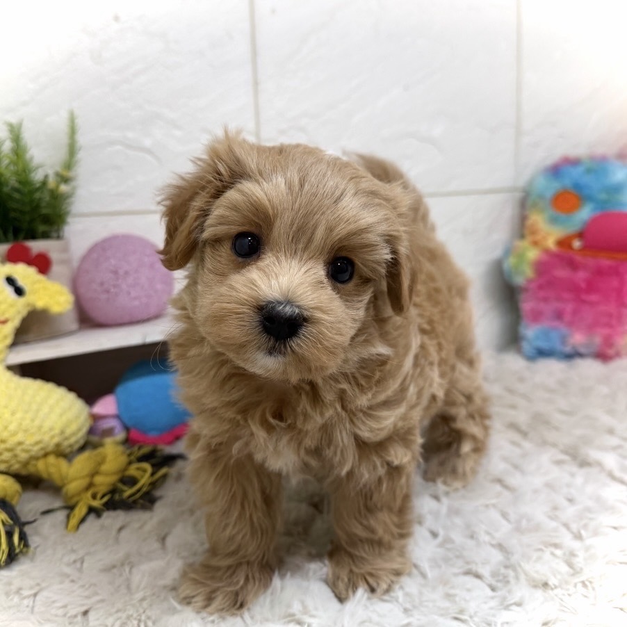 兵庫県のマルプー(マルチーズ×プードル) (犬の家＆猫の里ゆめタウン姫路店/2026年1月14日生まれ/女の子/クリーム)の子犬の2枚目の画像