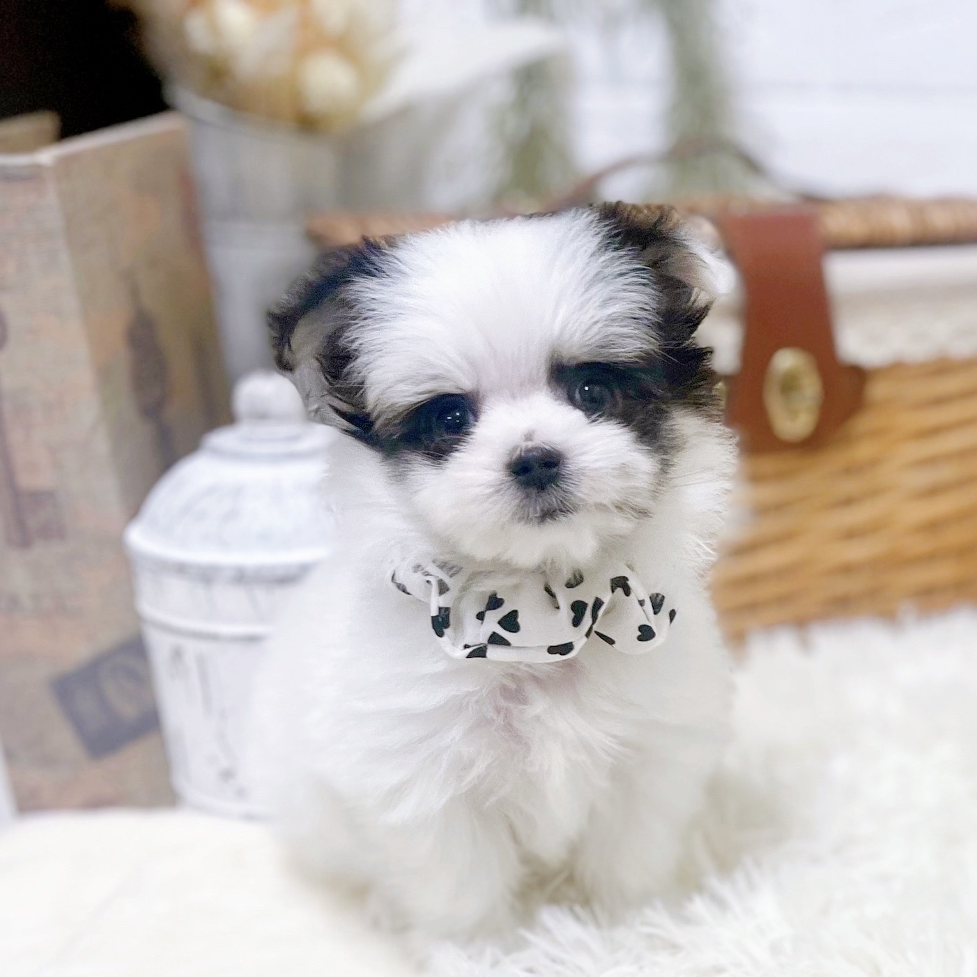 滋賀県のチワマル/マルチワ(チワワ×マルチーズ) (犬の家＆猫の里近江八幡店/2026年1月15日生まれ/女の子/ホワイトブラック)の子犬の2枚目の画像