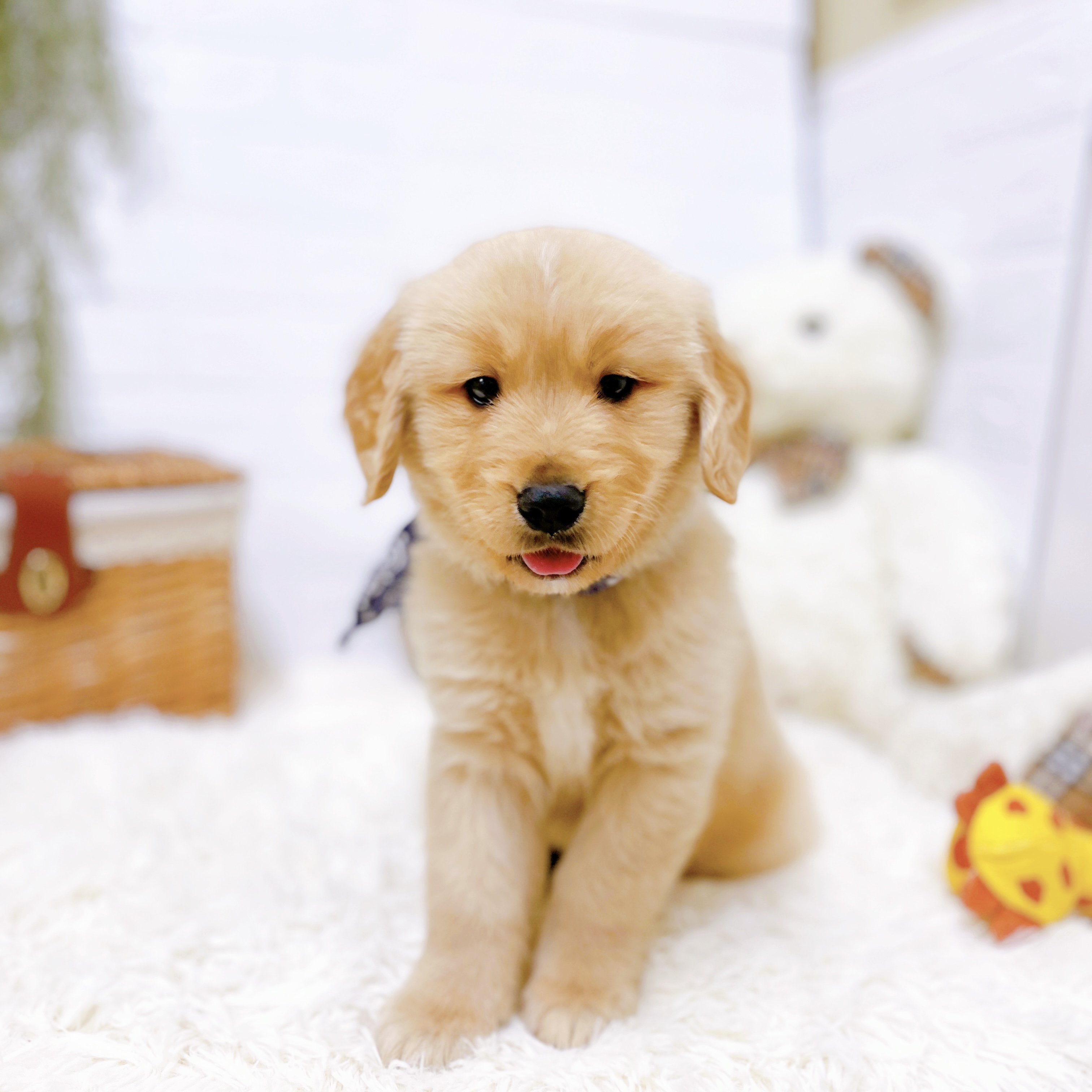 ゴールデンレトリバー男の子の写真