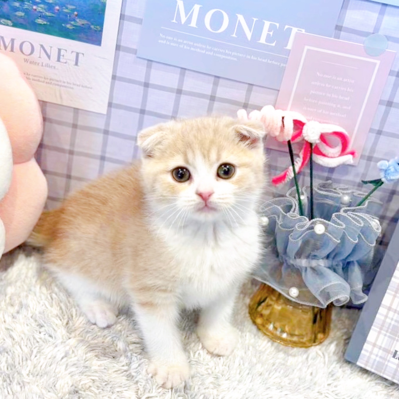 スコティッシュフォールド男の子の写真