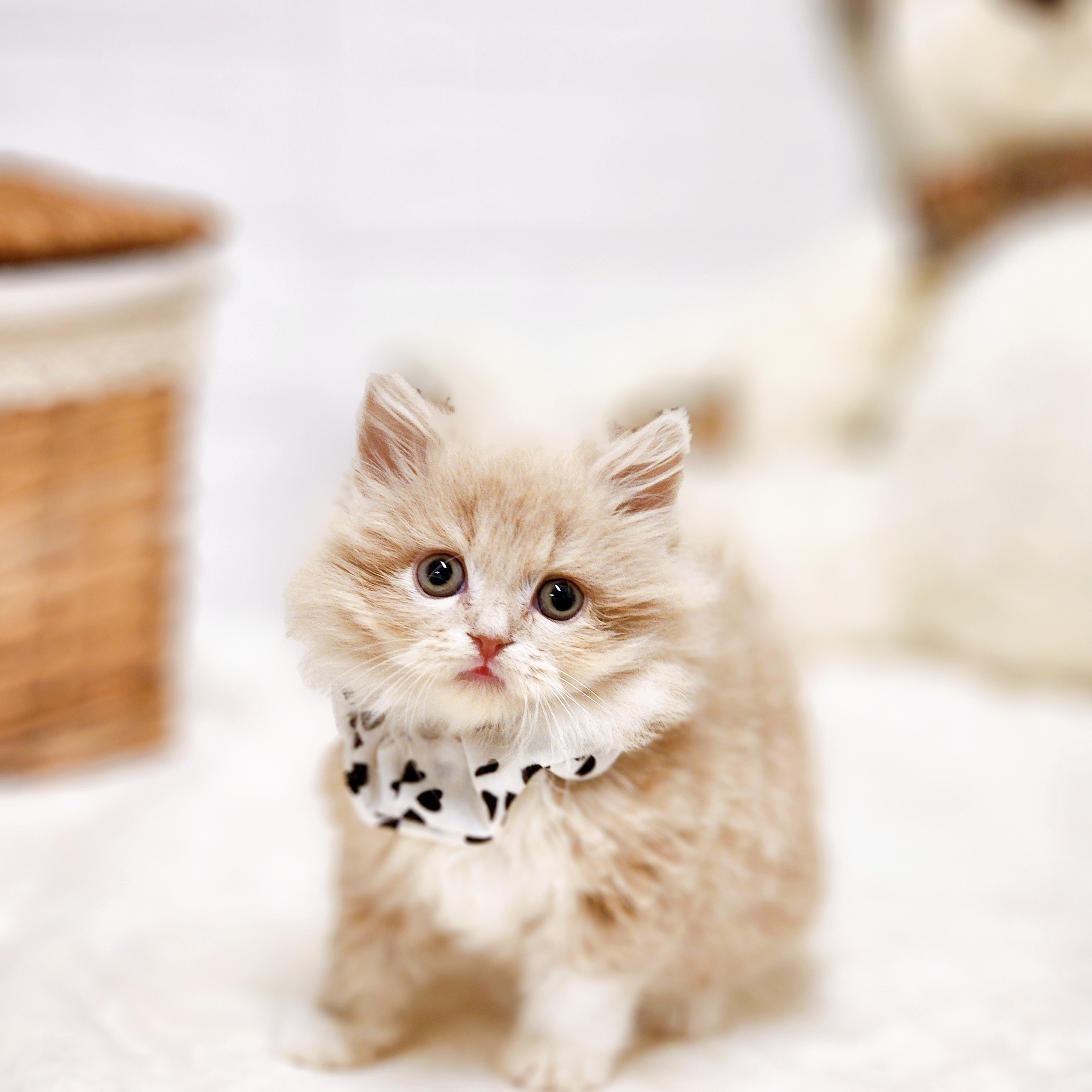 スコティッシュフォールド男の子の写真