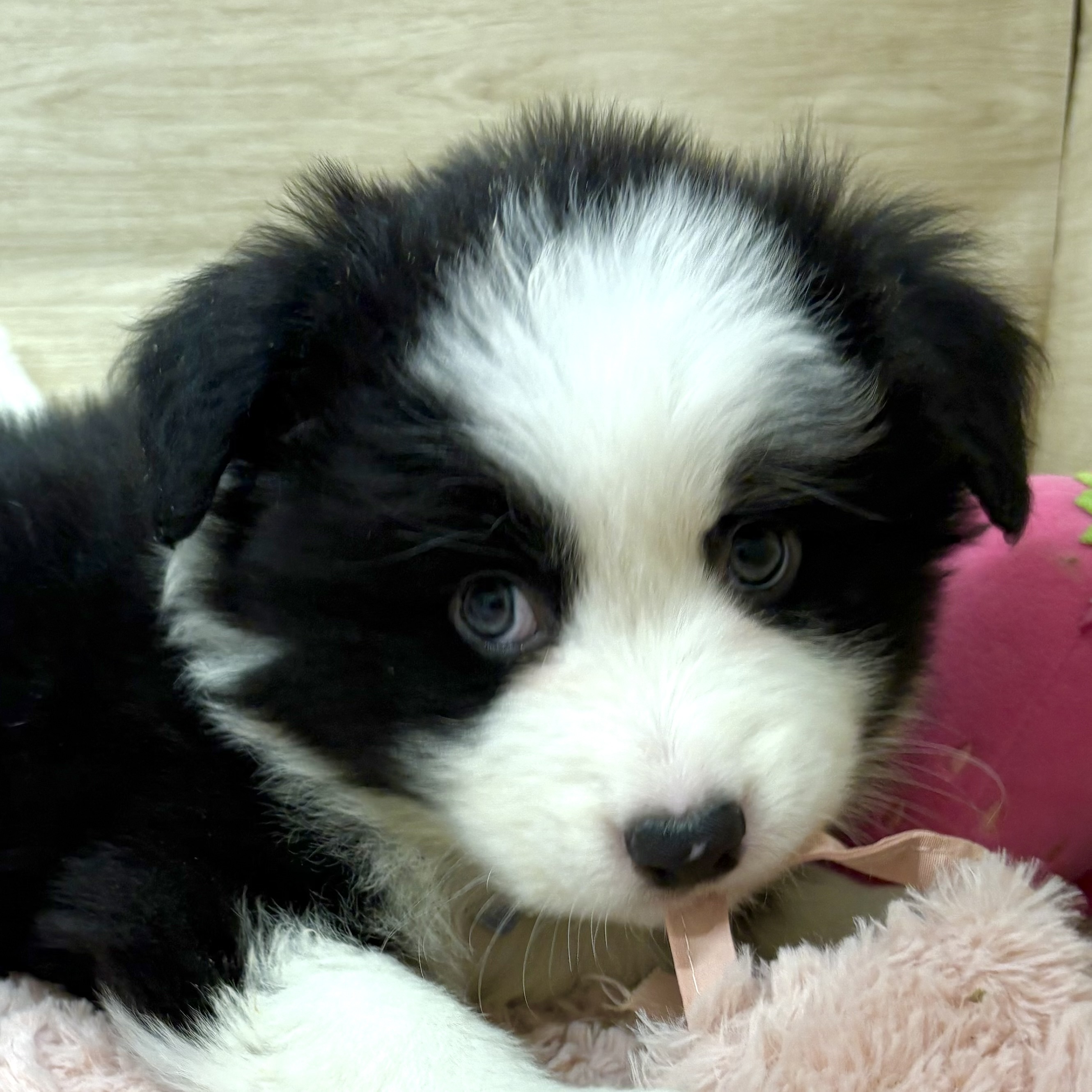 ボーダーコリー男の子の写真