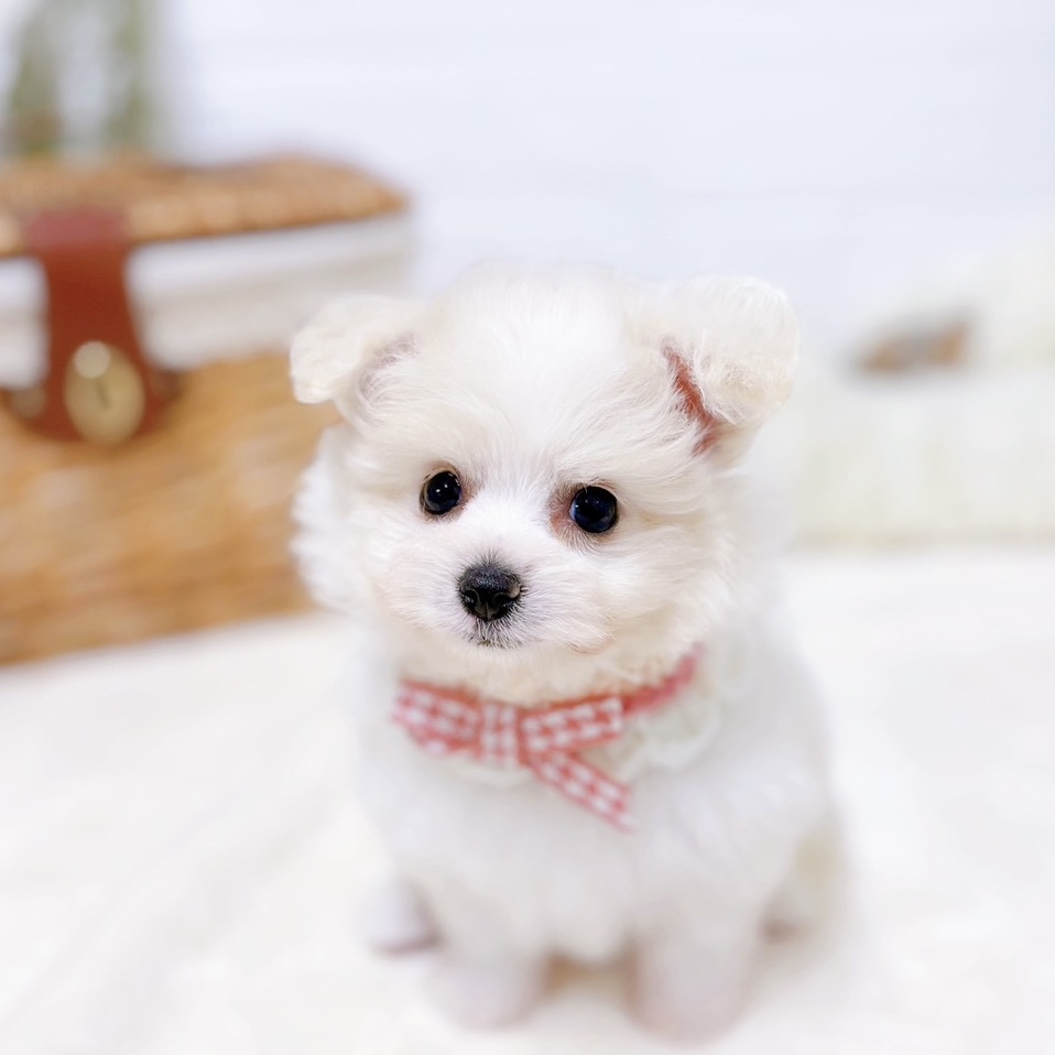 ハーフ犬女の子の写真