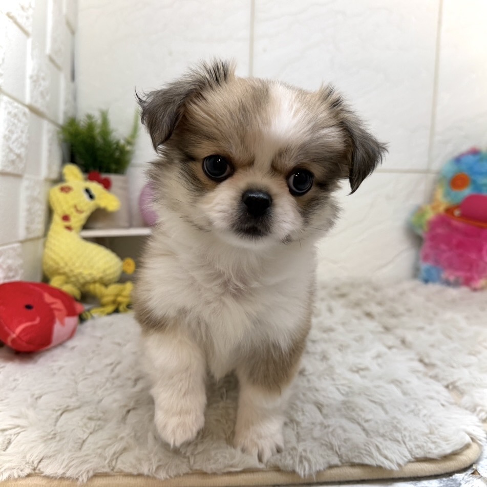 兵庫県のペキシーズー/ペキズー(ペキニーズ×シーズー) (犬の家＆猫の里ゆめタウン姫路店/2026年1月1日生まれ/女の子/フォーンホワイト)の子犬の2枚目の画像