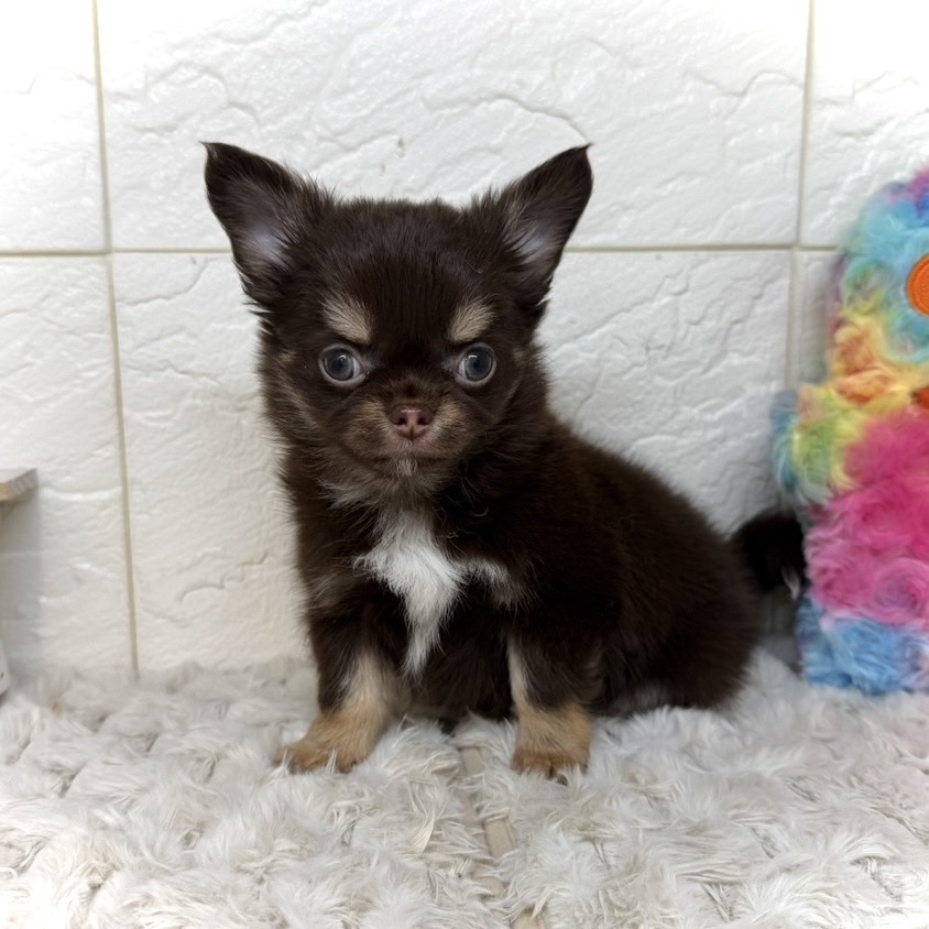兵庫県のチワワ(ロング) (犬の家＆猫の里ゆめタウン姫路店/2026年1月14日生まれ/男の子/チョコレートクリームホワイト)の子犬の2枚目の画像