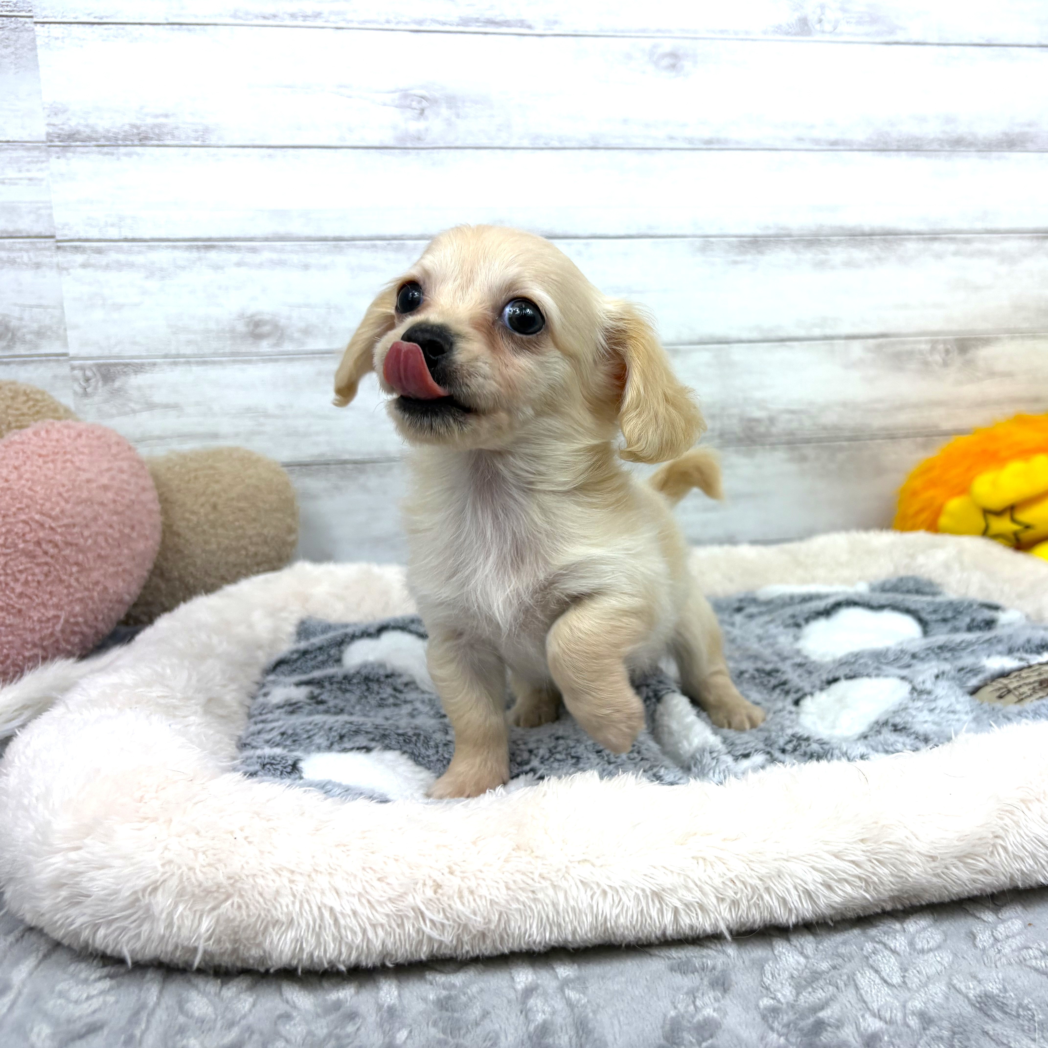 兵庫県のチワックス(チワワ×ダックス) (犬の家＆猫の里川西店/2026年1月13日生まれ/男の子/クリーム)の子犬の2枚目の画像