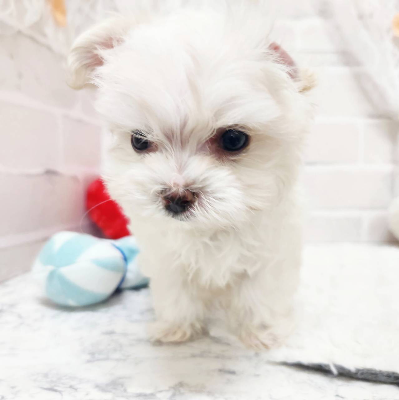 京都府のチワマル/マルチワ(チワワ×マルチーズ) (犬の家＆猫の里京都精華店/2026年1月14日生まれ/男の子/ホワイト)の子犬の2枚目の画像