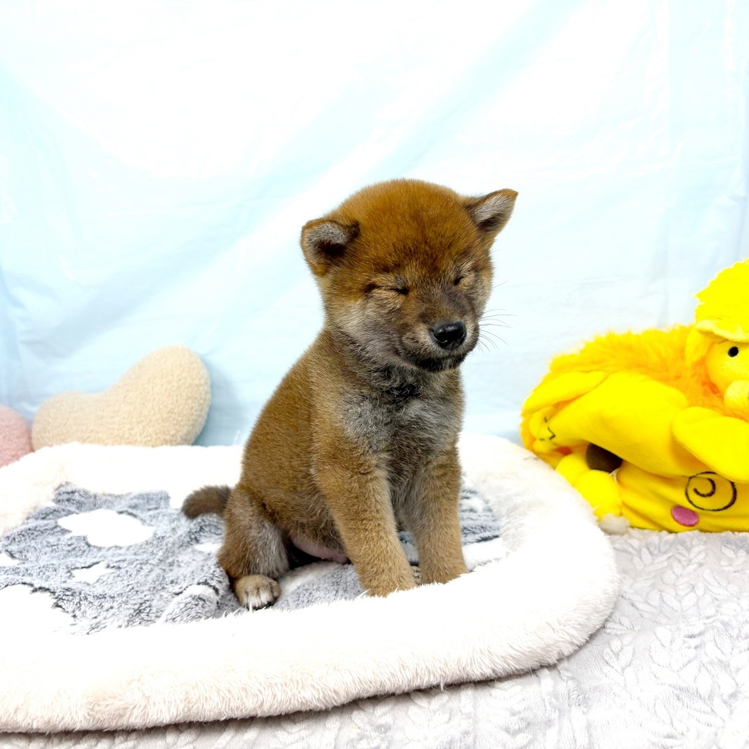 兵庫県の柴犬(標準サイズ) (犬の家＆猫の里川西店/2026年1月15日生まれ/男の子/赤)の子犬の2枚目の画像