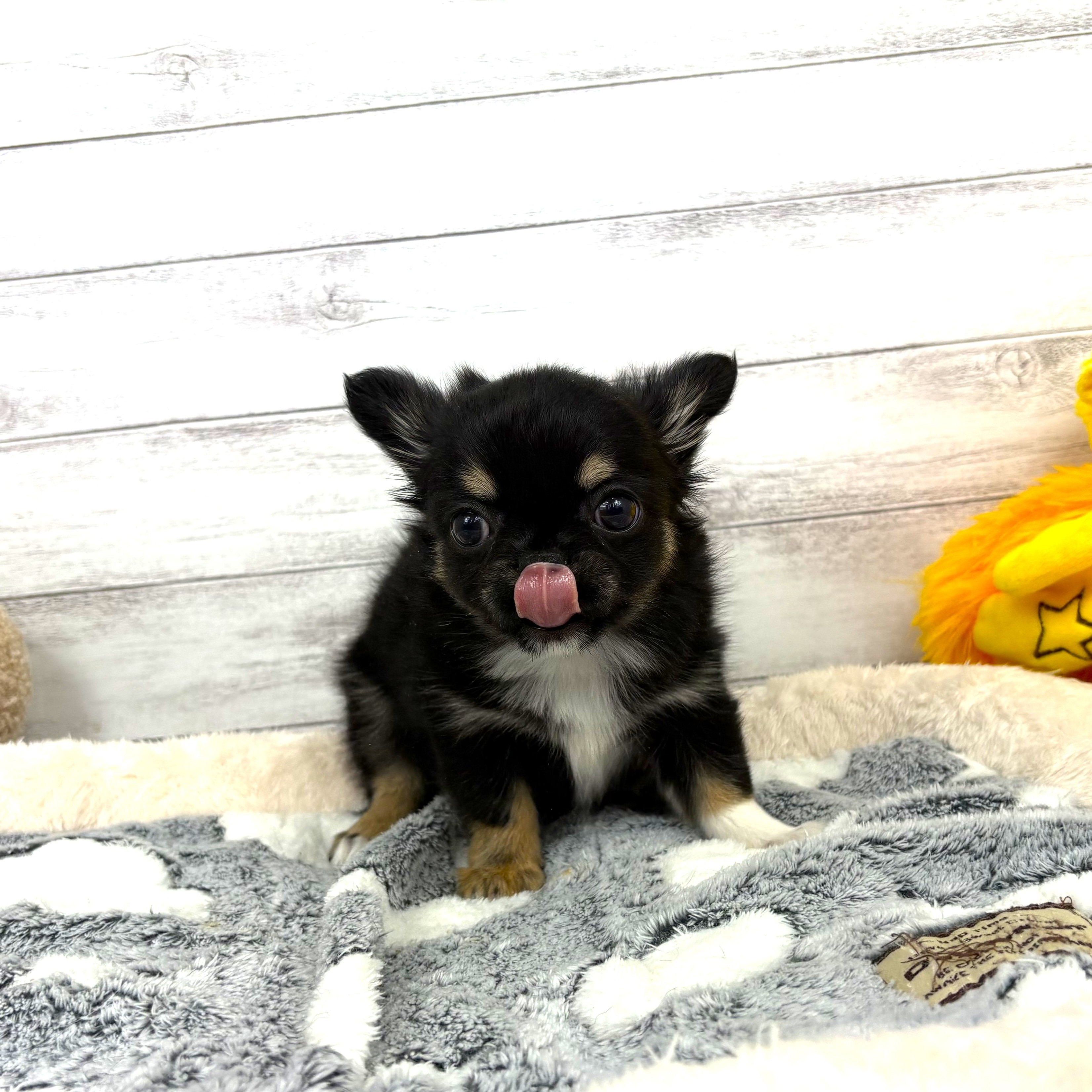 兵庫県のチワワ(ロング) (犬の家＆猫の里川西店/2026年1月15日生まれ/男の子/ブラックタンホワイト)の子犬の2枚目の画像