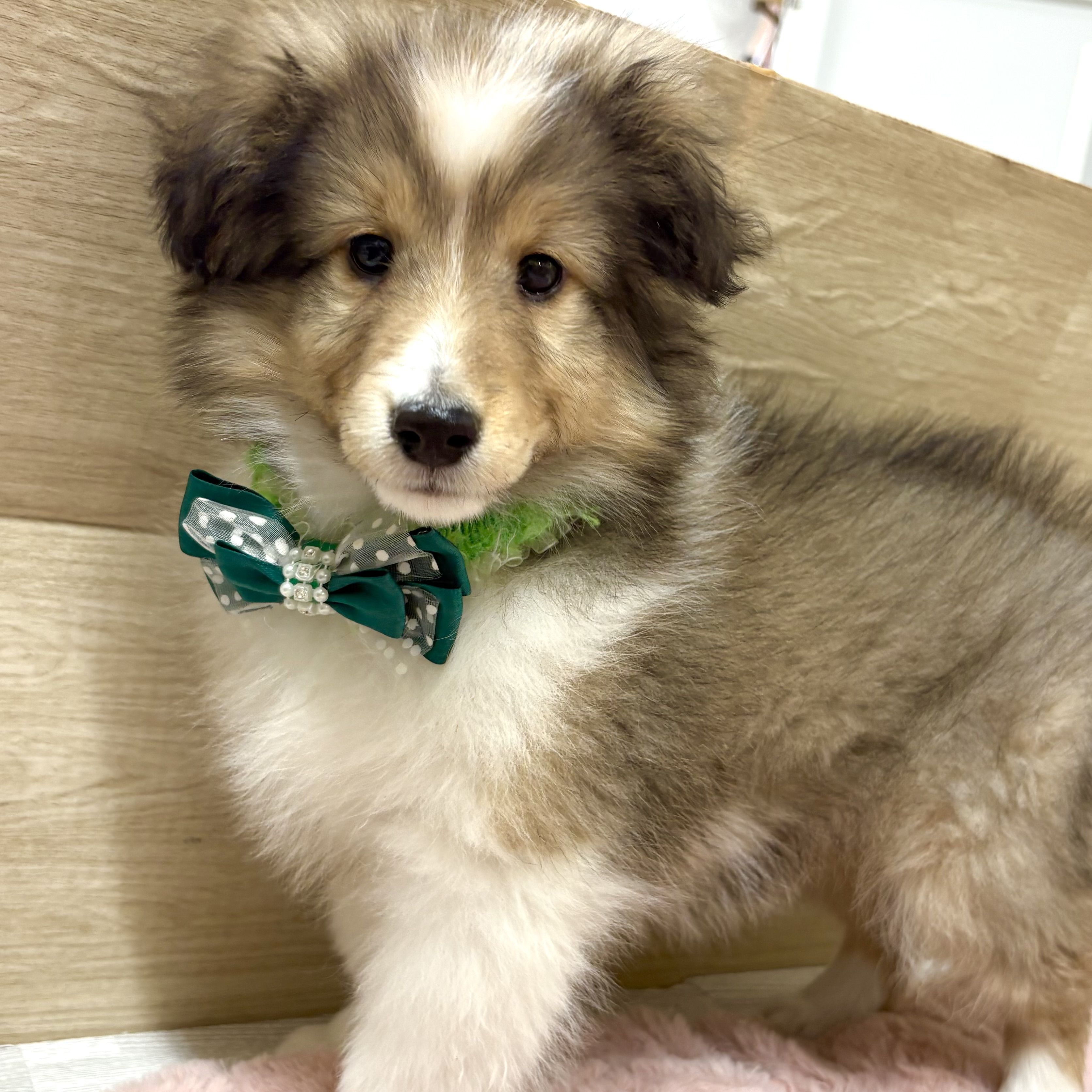 大阪府のシェットランドシープドッグ (犬の家＆猫の里そよら東岸和田店/2026年1月9日生まれ/男の子/セーブルホワイト)の子犬の2枚目の画像