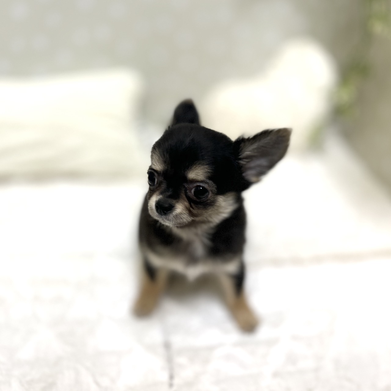 愛知県のチワワ(ロング) (犬の家＆猫の里安城店/2026年1月15日生まれ/女の子/ブラックタンホワイト)の子犬の2枚目の画像