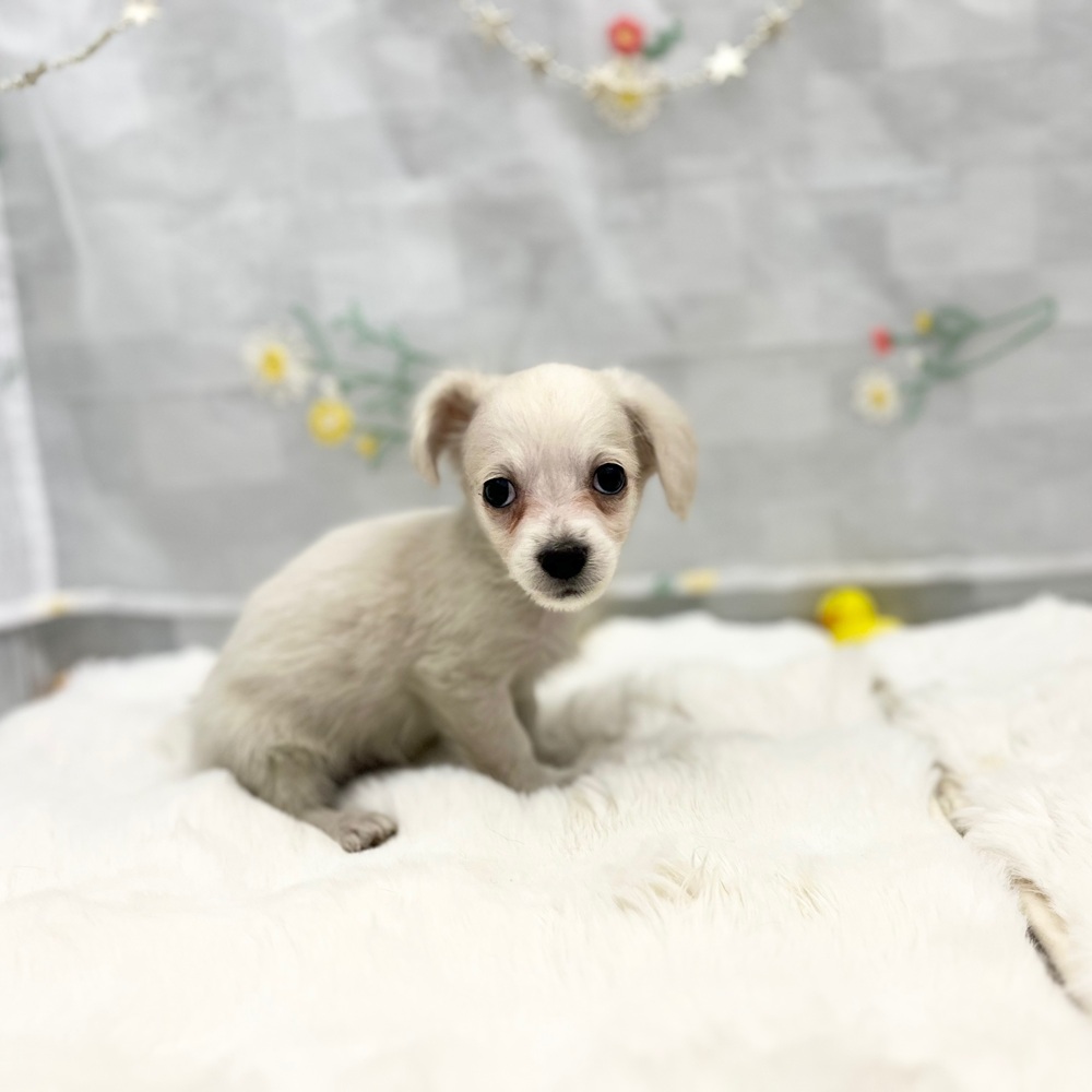 ハーフ犬男の子の写真