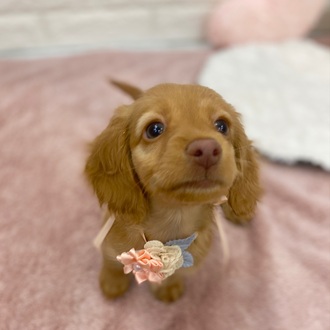 静岡県のカニンヘンダックスフンド(ロング) (犬の家＆猫の里プレ葉ウォーク浜北店/2026年1月14日生まれ/男の子/クリアレッド)の子犬の2枚目の画像