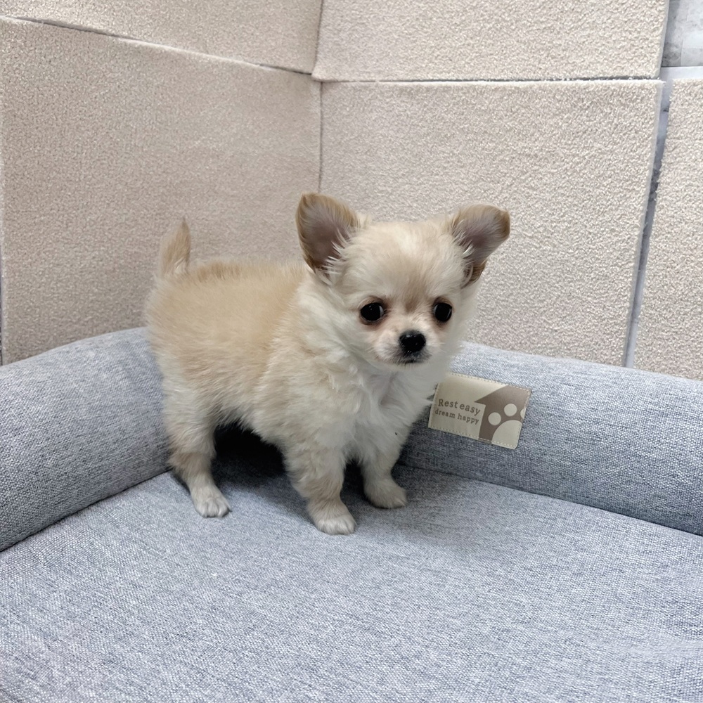 長野県のチワワ(ロング) (犬の家＆猫の里塩尻店/2026年1月12日生まれ/女の子/クリーム)の子犬の2枚目の画像