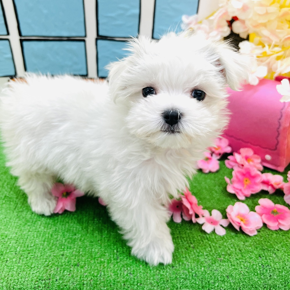 愛知県のマルチーズ (犬の家＆猫の里名古屋天白店/2026年1月13日生まれ/男の子/ホワイト)の子犬の2枚目の画像