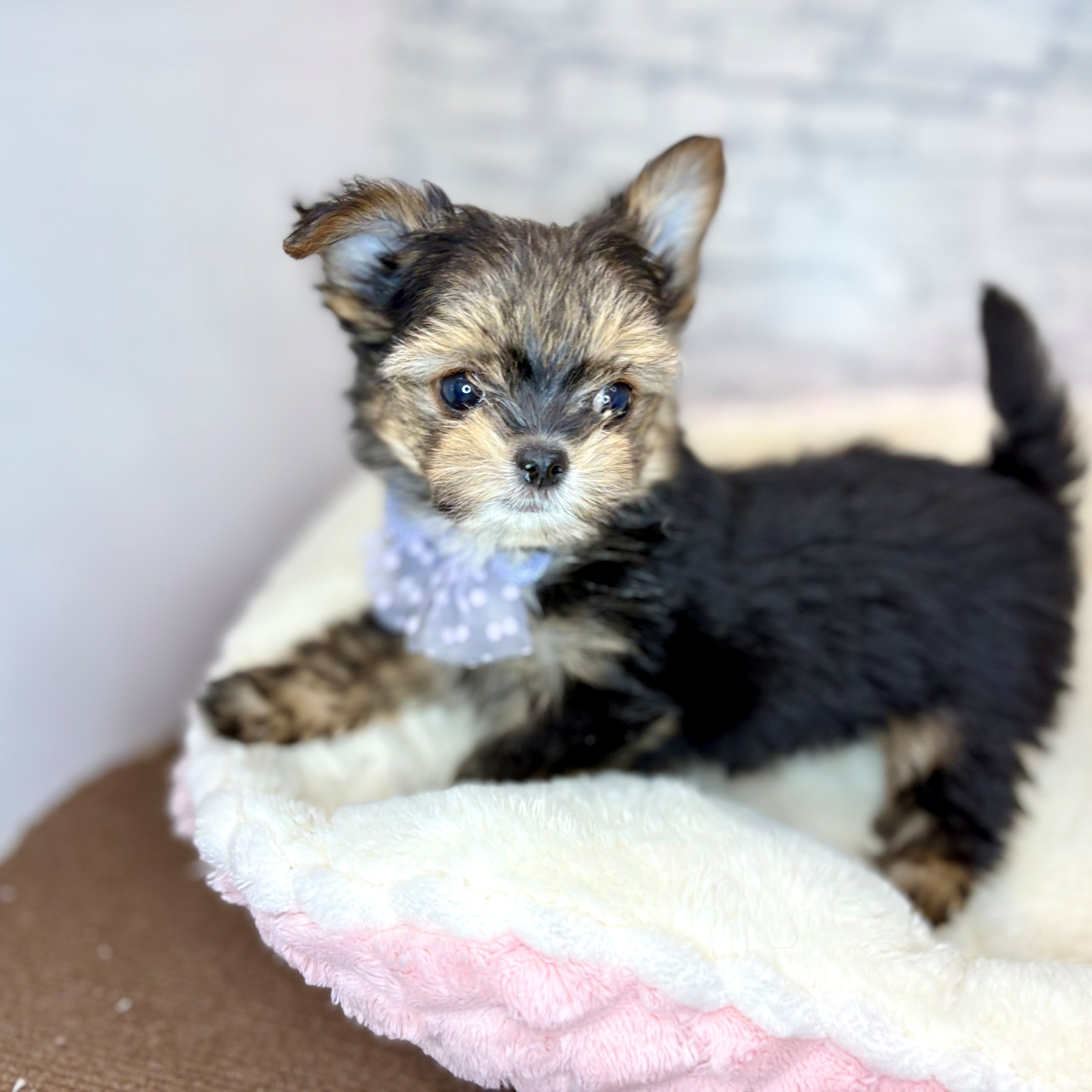 長野県のヨーチー/チワキー/チワヨーキー(ヨークシャーテリア×チワワ) (犬の家＆猫の里長野店/2026年1月12日生まれ/男の子/スチールブルータン)の子犬の2枚目の画像