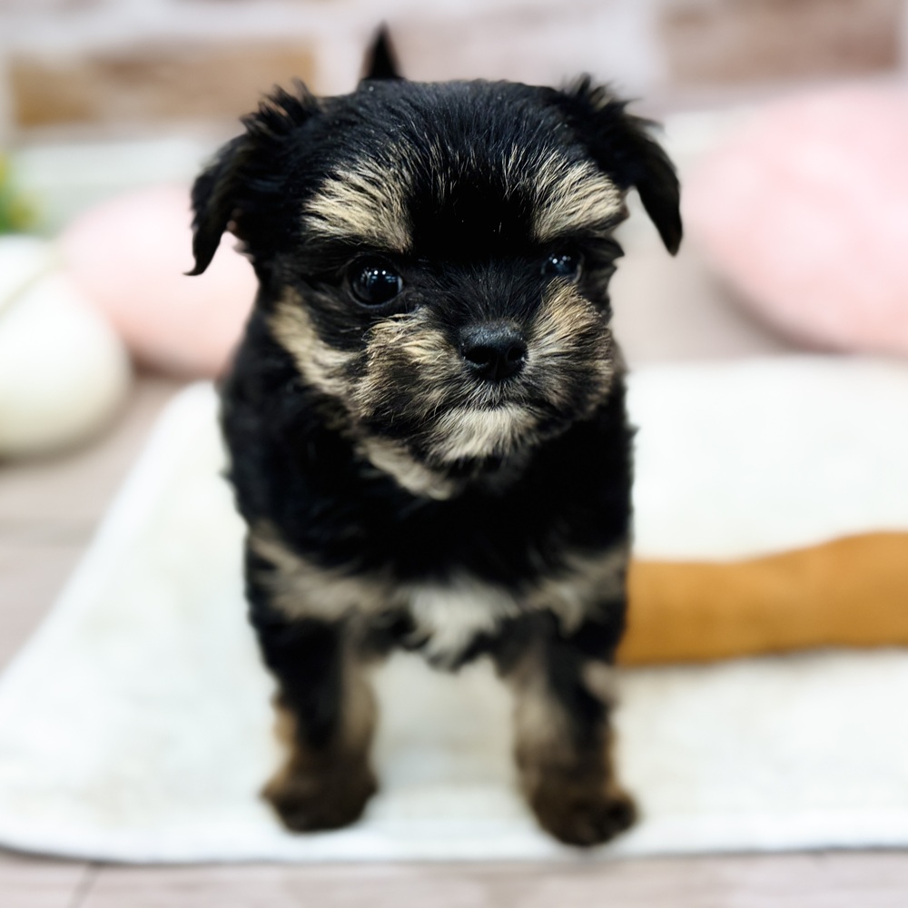 三重県のヨーチー/チワキー/チワヨーキー(ヨークシャーテリア×チワワ) (犬の家＆猫の里三重桑名店/2026年1月12日生まれ/女の子/スチールブルータン)の子犬の2枚目の画像