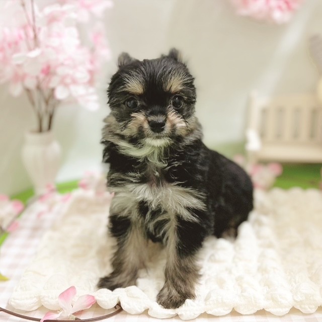 ハーフ犬女の子の写真