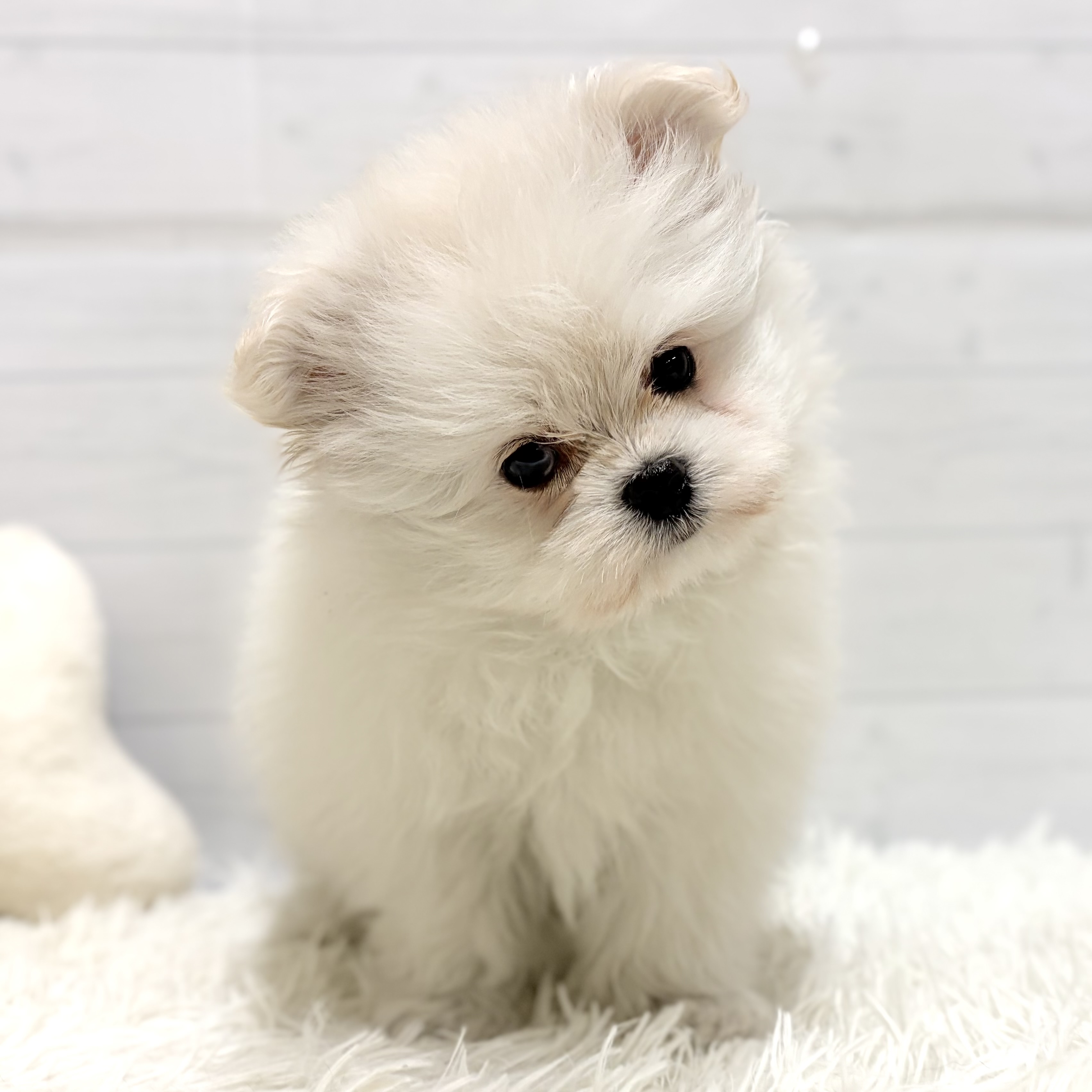 愛知県のポメマル/マルポメ(ポメラニアン×マルチーズ) (犬の家＆猫の里豊田店/2026年1月13日生まれ/男の子/ホワイト)の子犬の2枚目の画像