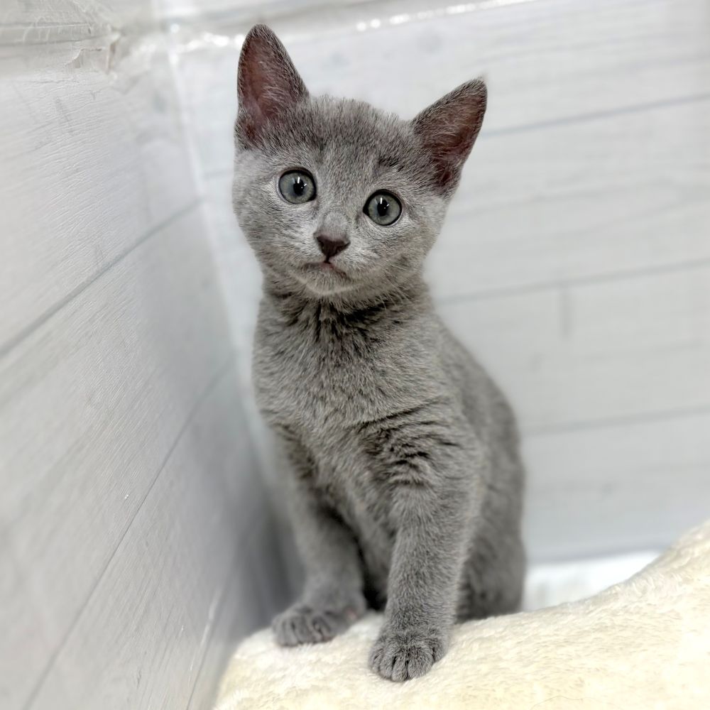 愛知県のロシアンブルー (犬の家＆猫の里豊田店/2026年1月15日生まれ/女の子/ブルー)の子猫の2枚目の画像