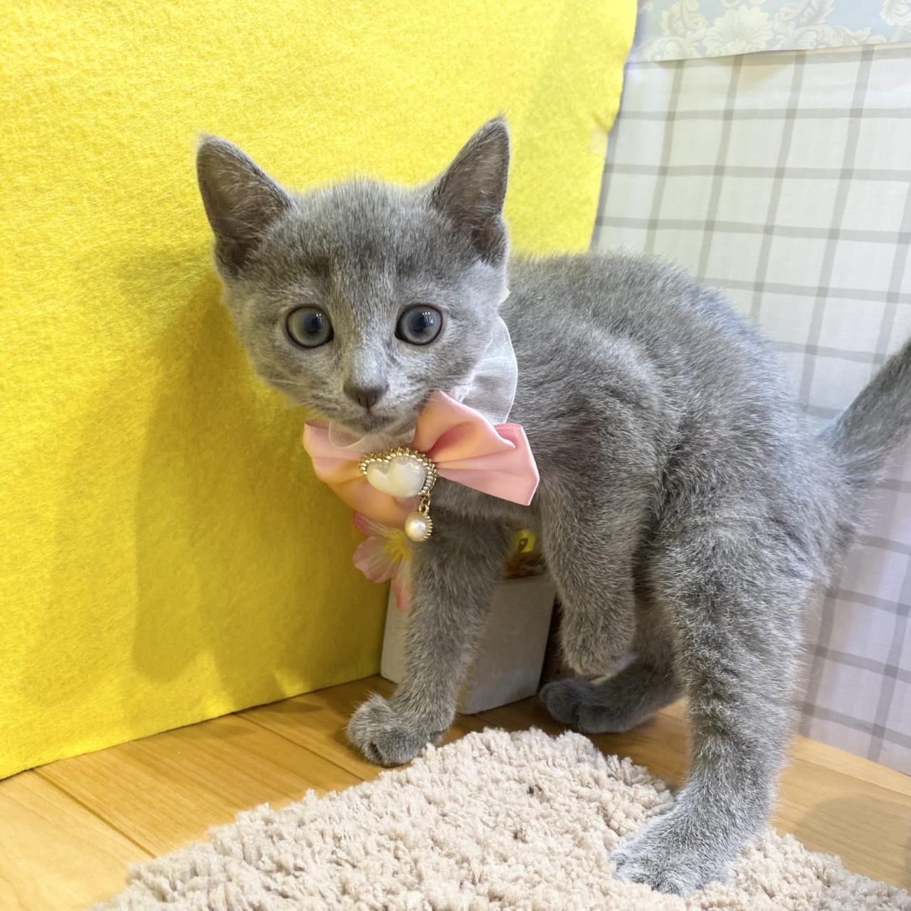 長野県のロシアンブルー (犬の家＆猫の里カインズ梓川店/2026年1月15日生まれ/男の子/ブルー)の子猫の2枚目の画像