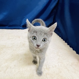 ロシアンブルー男の子の写真