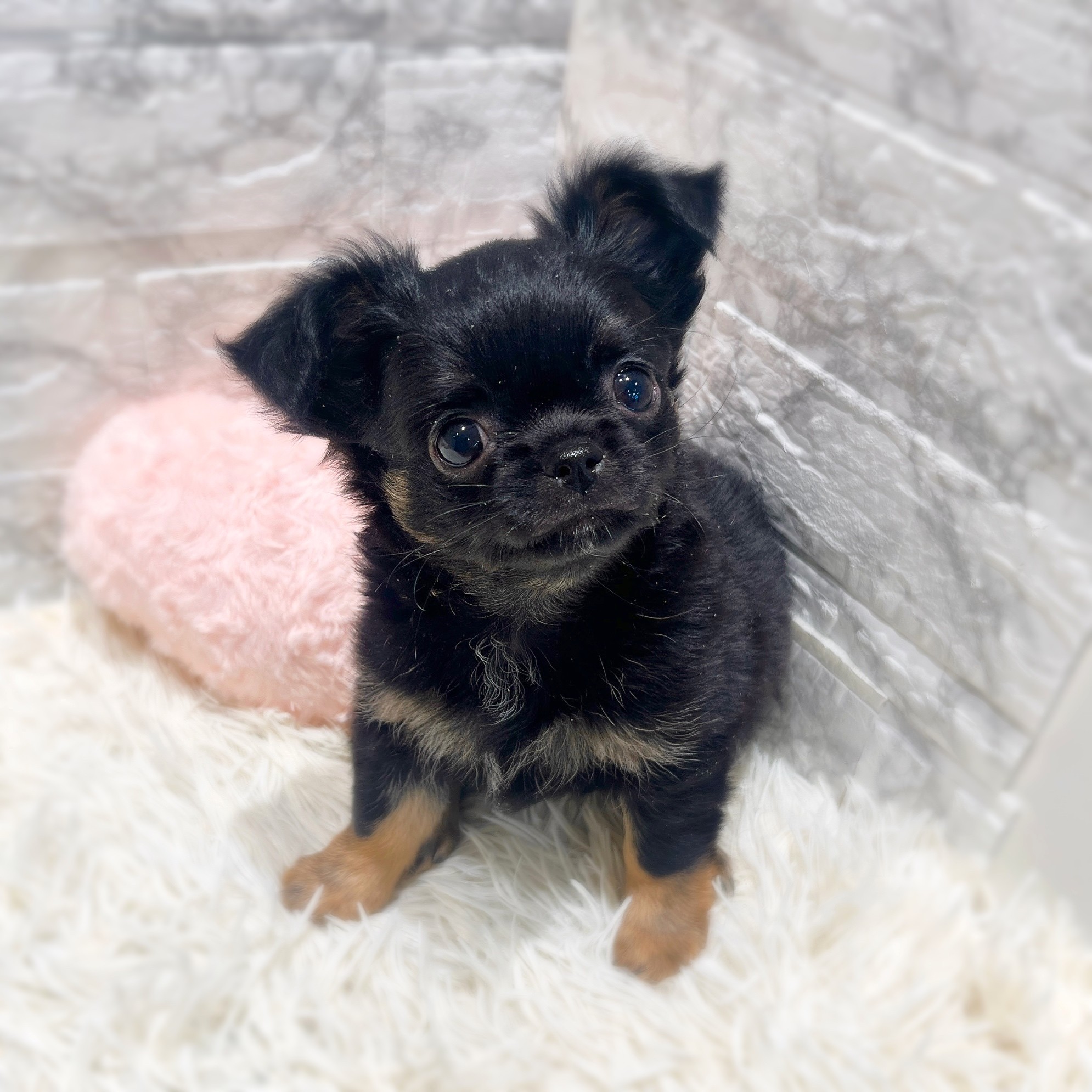 愛知県のチワワ(ロング) (犬の家＆猫の里MiO香久山店/2026年1月12日生まれ/男の子/ブラックタン)の子犬の2枚目の画像