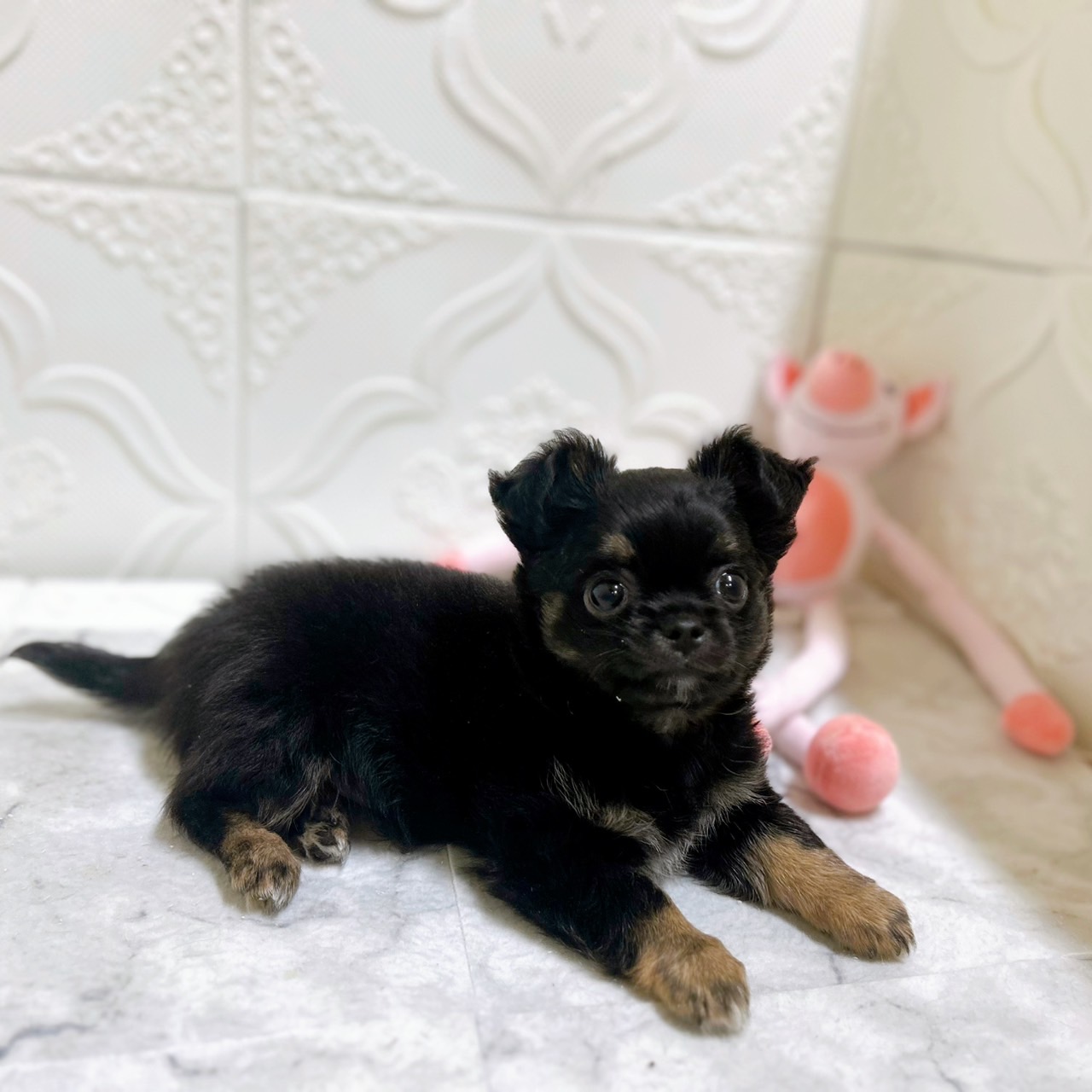 愛知県のチワワ(ロング) (犬の家＆猫の里岡崎店/2026年1月12日生まれ/男の子/ブラックタン)の子犬の2枚目の画像