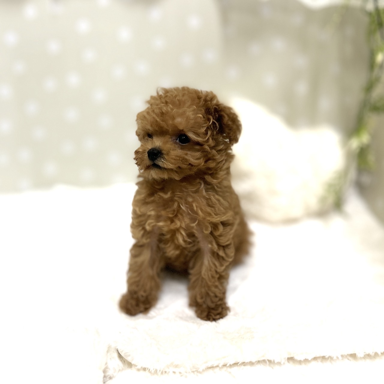 愛知県のトイプードル(ティーカップ) (犬の家＆猫の里安城店/2026年1月15日生まれ/女の子/レッドフォーン)の子犬の2枚目の画像