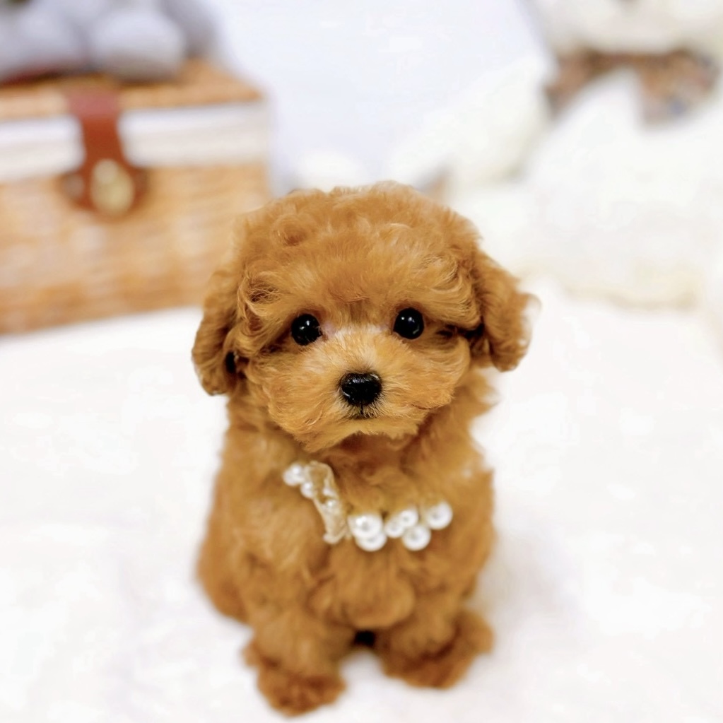 滋賀県のトイプードル(ティーカップ) (犬の家＆猫の里近江八幡店/2026年1月15日生まれ/女の子/レッドフォーン)の子犬の1枚目の画像