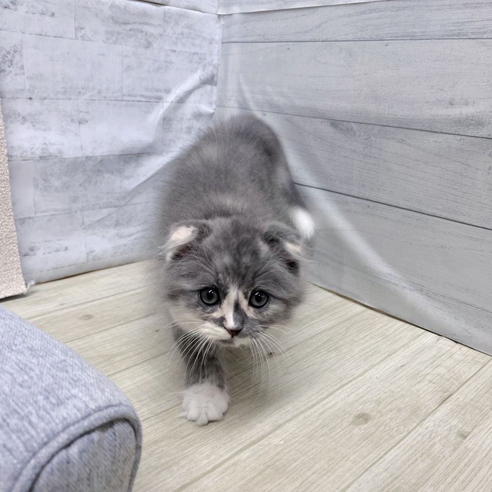 長野県のスコティッシュフォールド (犬の家＆猫の里塩尻店/2026年1月15日生まれ/女の子/ブルーシルバーパッチドタビーホワイト)の子猫の2枚目の画像