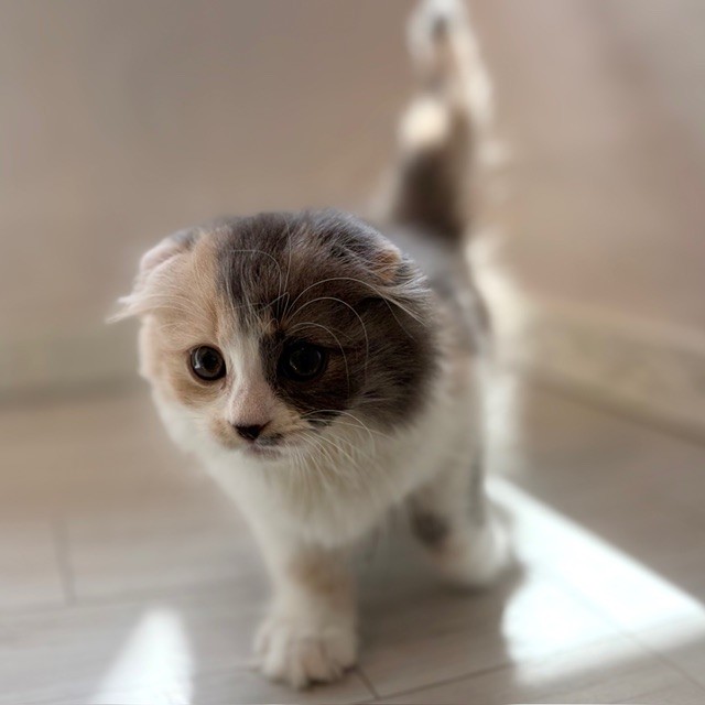 愛知県のスコティッシュフォールド (犬の家＆猫の里春日井本店/2026年1月15日生まれ/女の子/ブルーパッチドタビーホワイト)の子猫の2枚目の画像