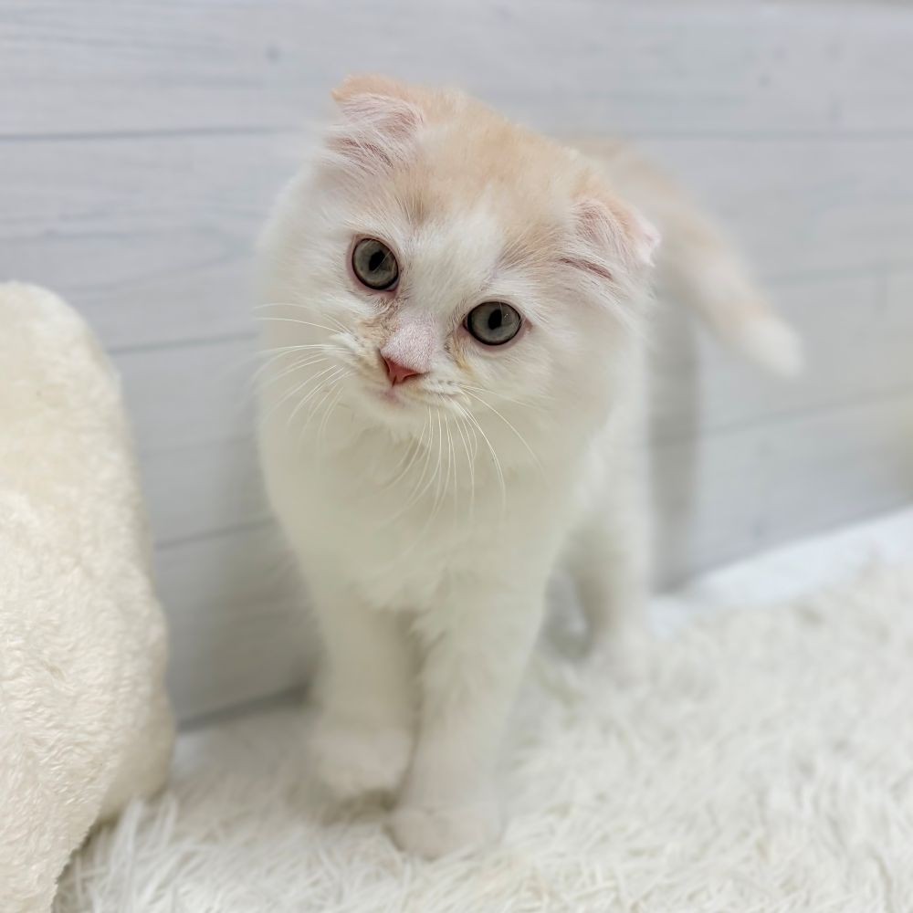 スコティッシュフォールド女の子の写真
