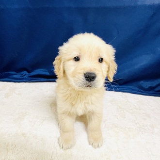 ゴールデンレトリバー男の子の写真