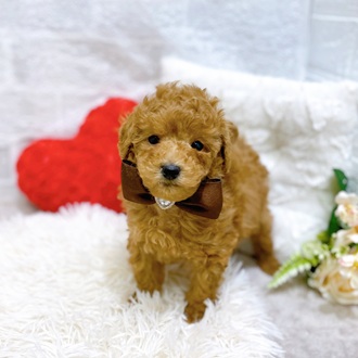 トイプードル男の子の写真