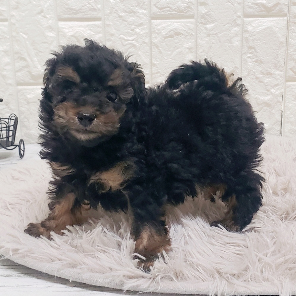 岡山県のトイプードル(トイ) (犬の家＆猫の里岡山店/2026年1月11日生まれ/男の子/ブラックタン)の子犬の2枚目の画像