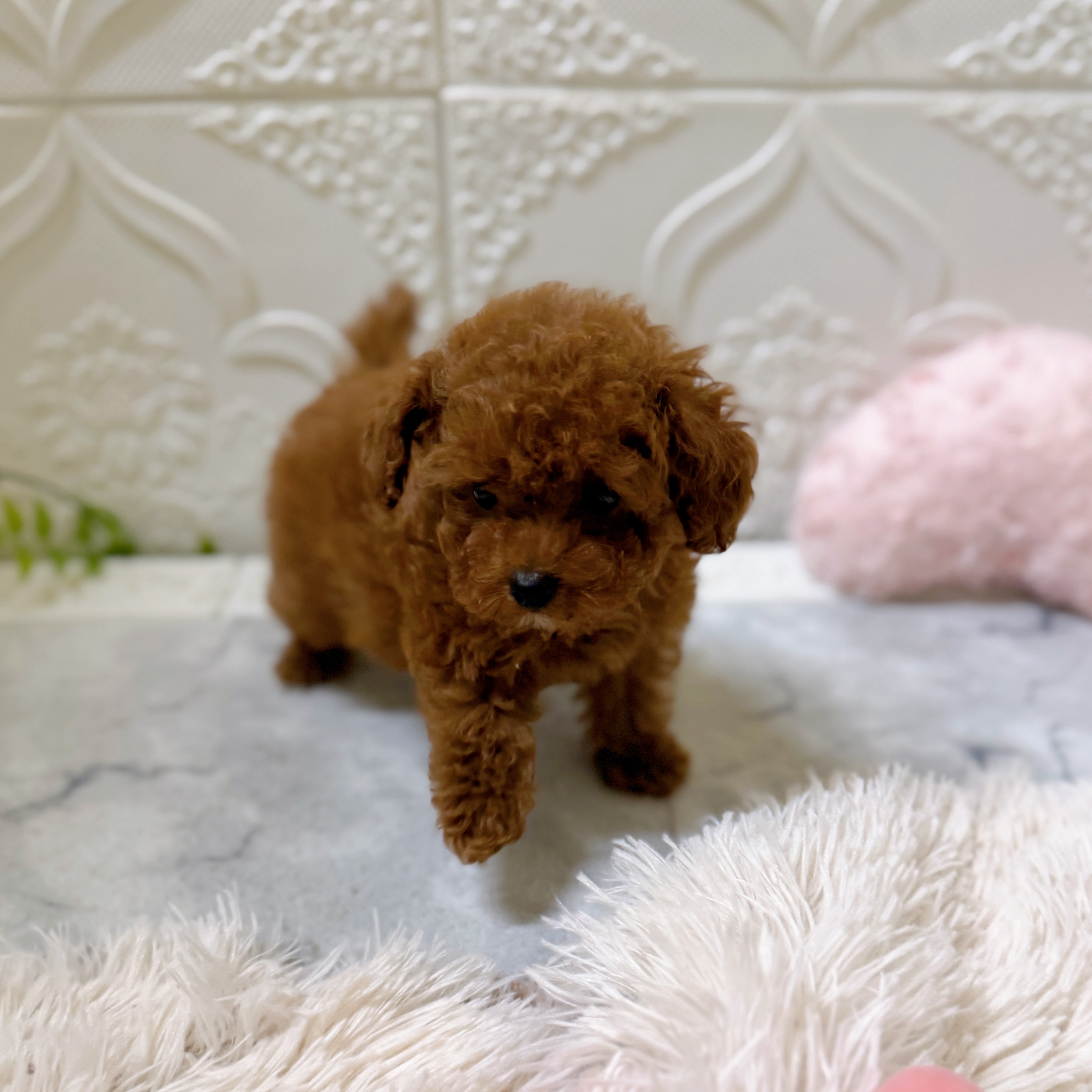 愛知県のトイプードル(ティーカップ) (犬の家＆猫の里岡崎店/2026年1月14日生まれ/男の子/レッドフォーン)の子犬の2枚目の画像