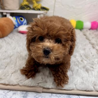 兵庫県のトイプードル(ティーカップ) (犬の家＆猫の里ゆめタウン姫路店/2026年1月14日生まれ/女の子/レッドフォーン)の子犬の2枚目の画像