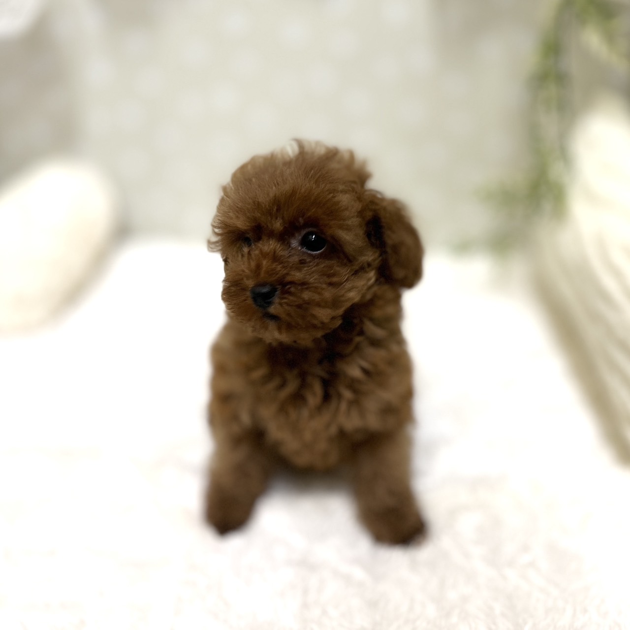 愛知県のトイプードル(タイニー) (犬の家＆猫の里安城店/2026年1月14日生まれ/女の子/レッドフォーン)の子犬の2枚目の画像