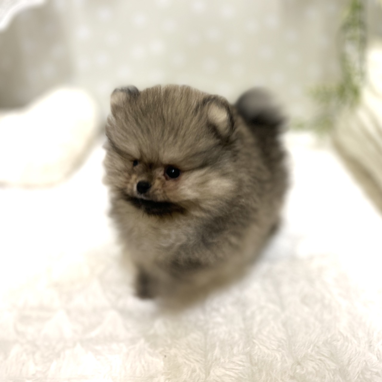 愛知県のポメラニアン (犬の家＆猫の里安城店/2026年1月15日生まれ/男の子/ウルフセーブル)の子犬の2枚目の画像