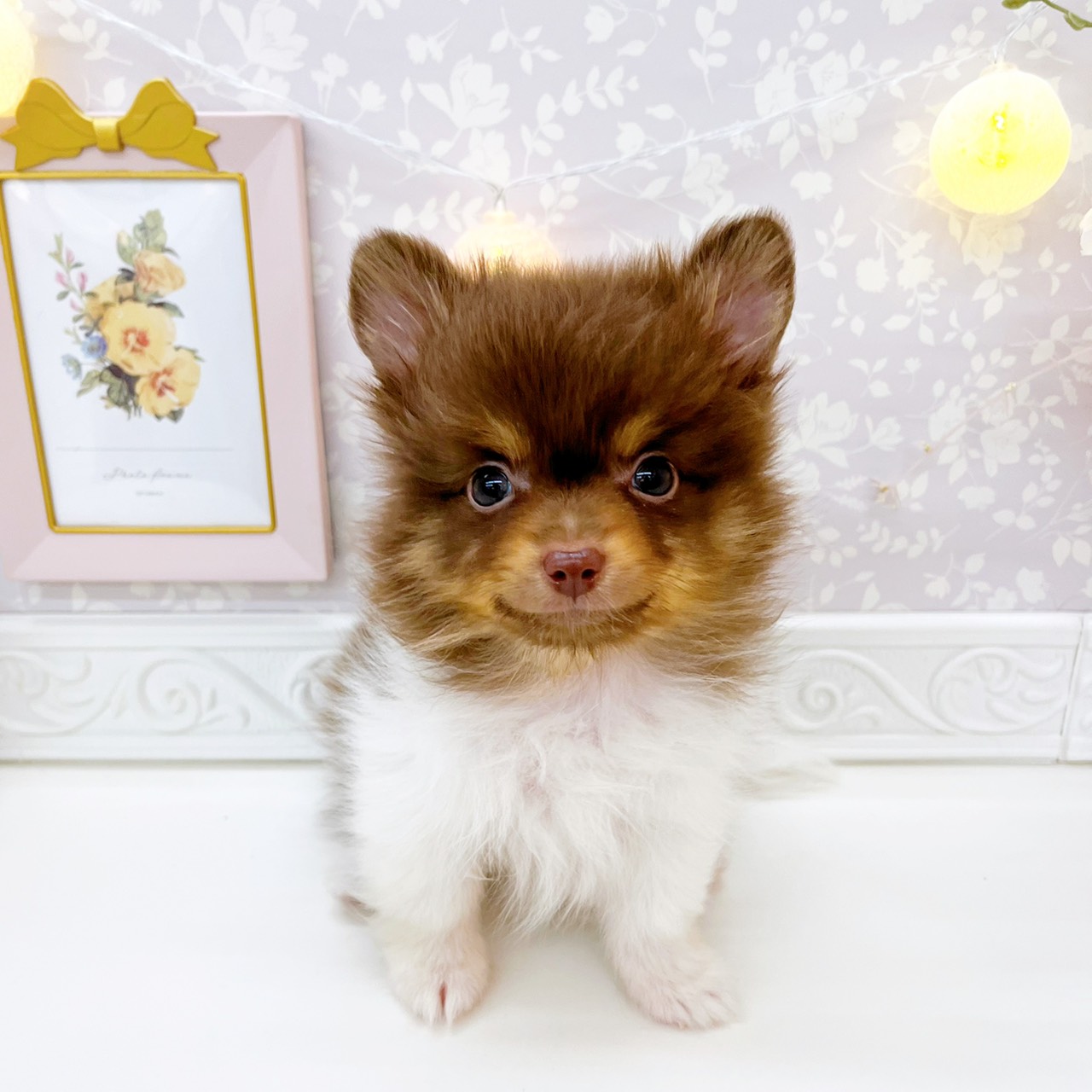 ハーフ犬男の子の写真